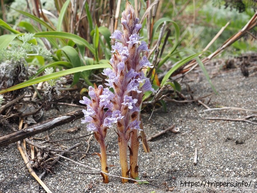 ハマウツボの花