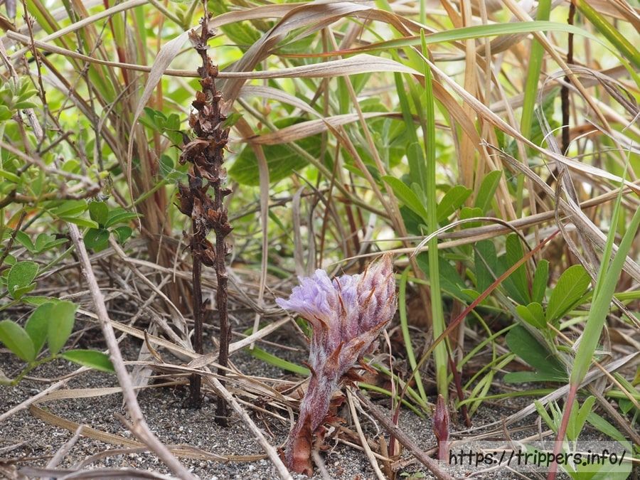 寄生植物であるハマウツボ