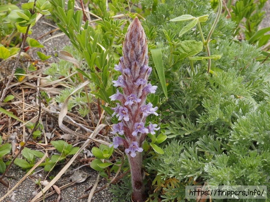 ハマウツボの蕾と花