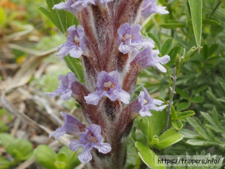 ハマウツボの花