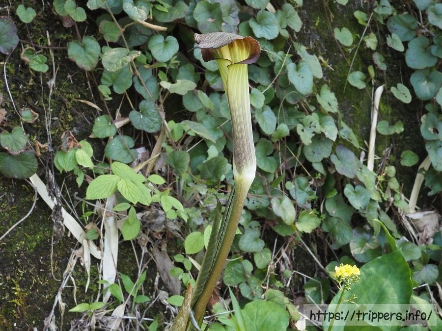 アオヒトヨシテンナンショウ