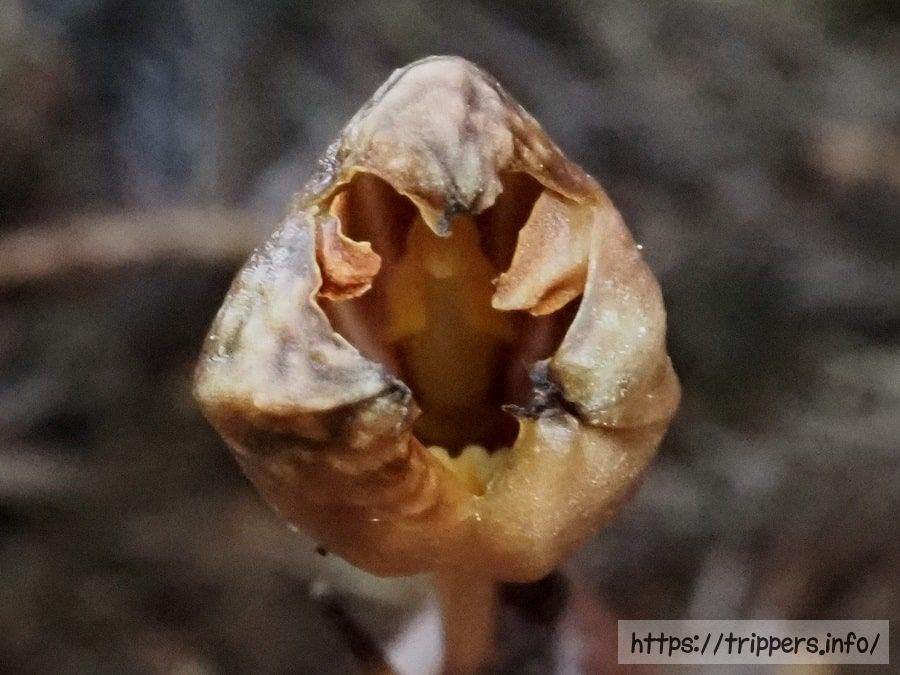 ハルザキヤツシロラン