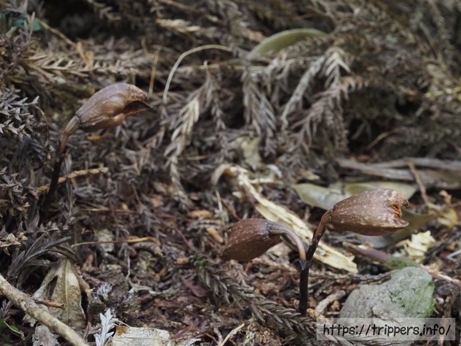 ハルザキヤツシロラン