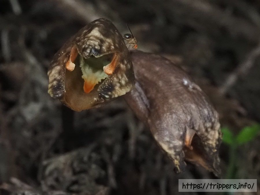 ハルザキヤツシロランの花とポリネーター