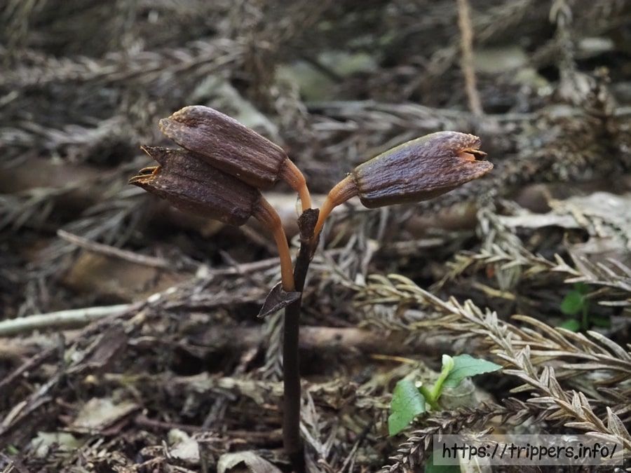 ハルザキヤツシロラン