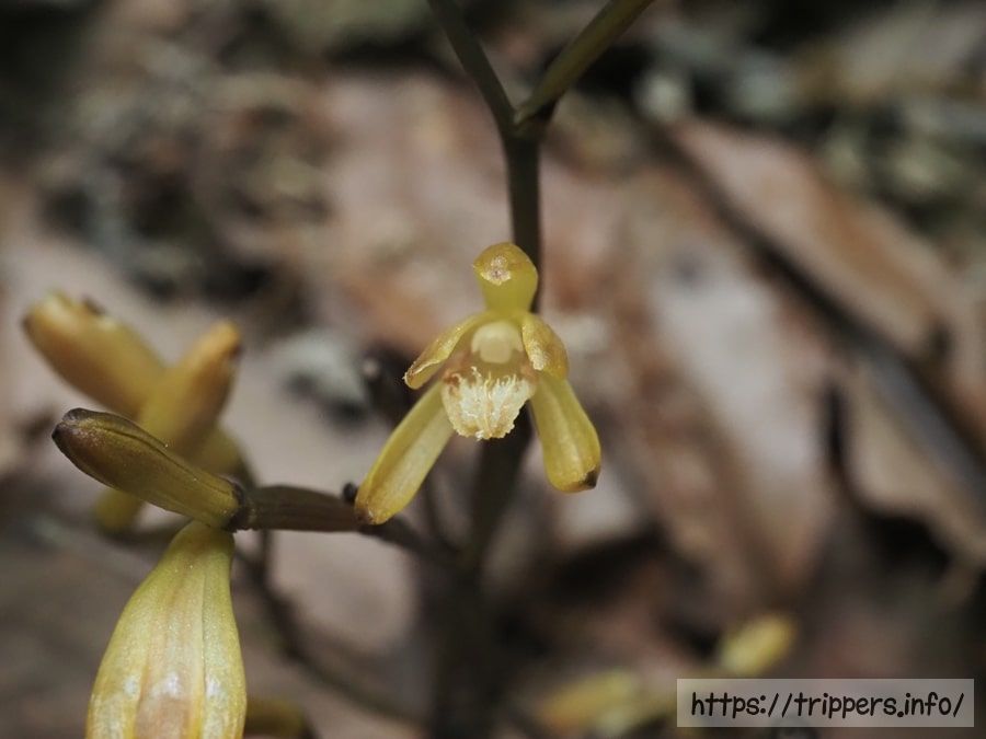 エンシュウムヨウラン