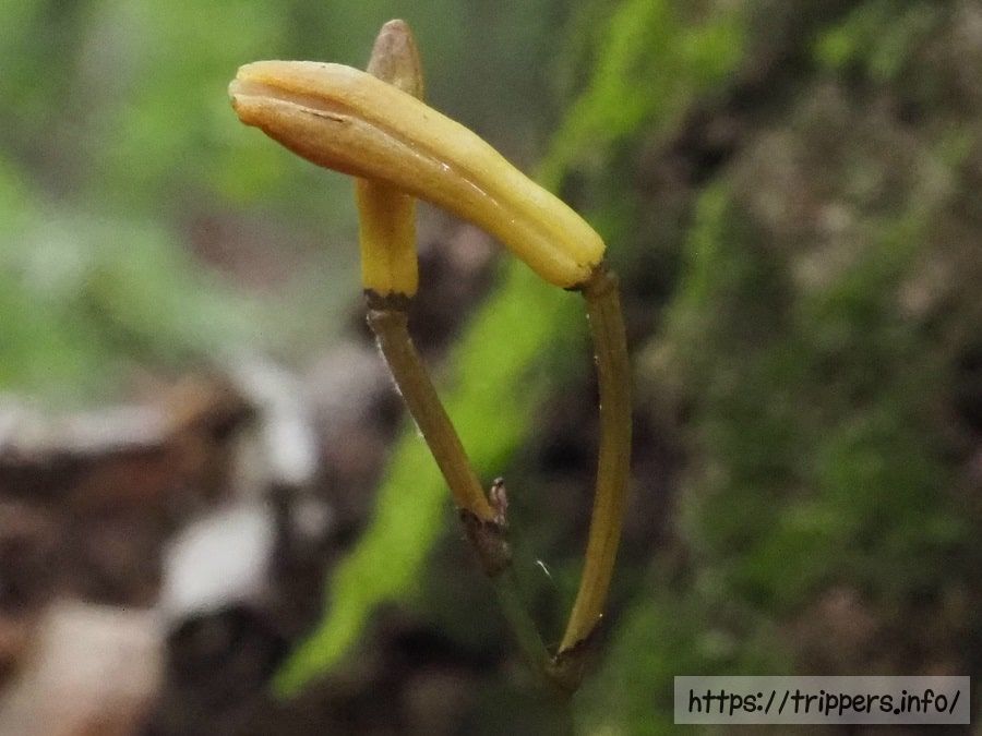 エンシュウムヨウランの蕾