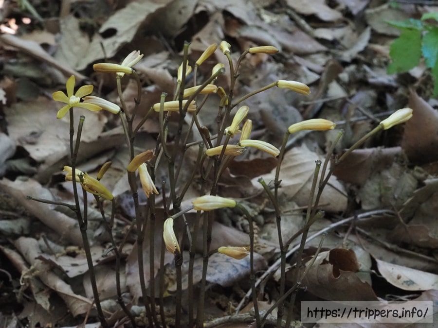 エンシュウムヨウランの花