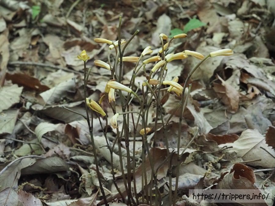 エンシュウムヨウラン