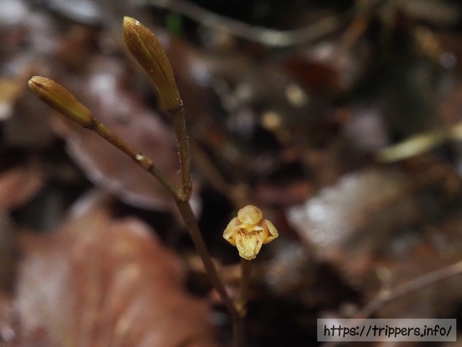 エンシュウムヨウラン