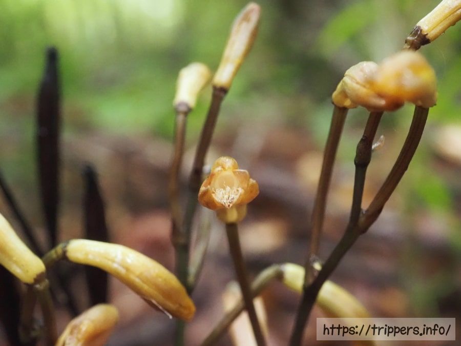 エンシュウムヨウラン