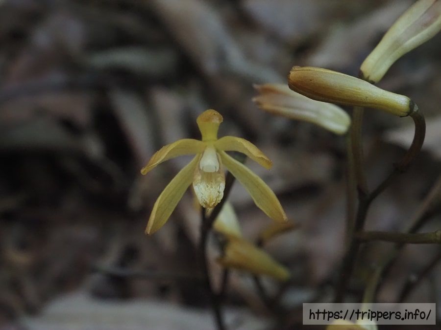 エンシュウムヨウランの花