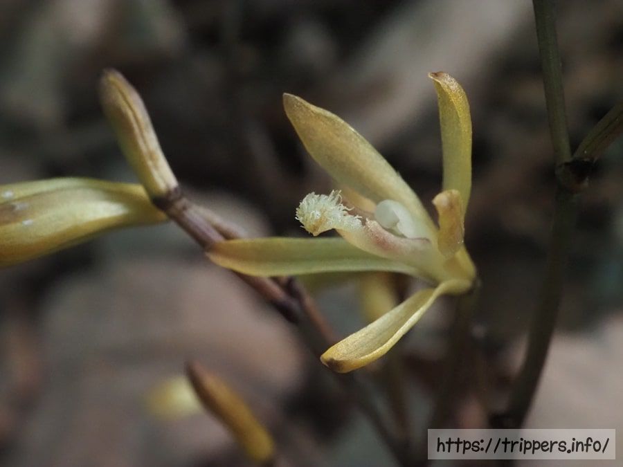 エンシュウムヨウランの花