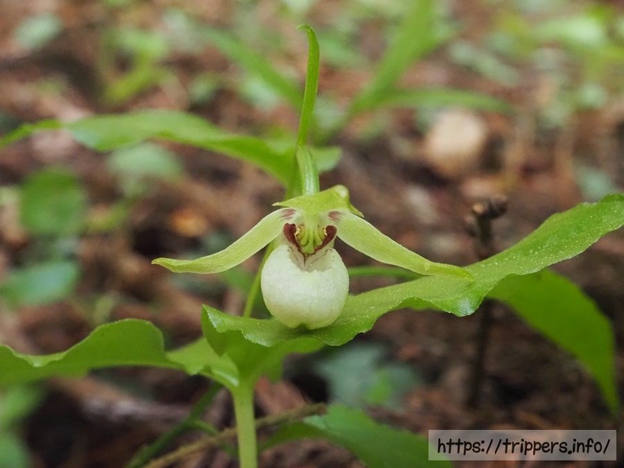 シナノコアツモリソウ