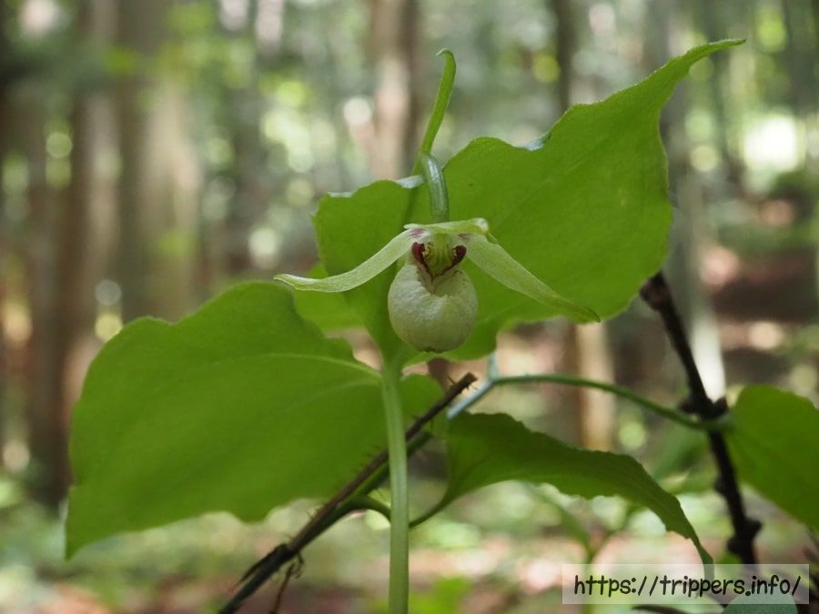シナノコアツモリソウ