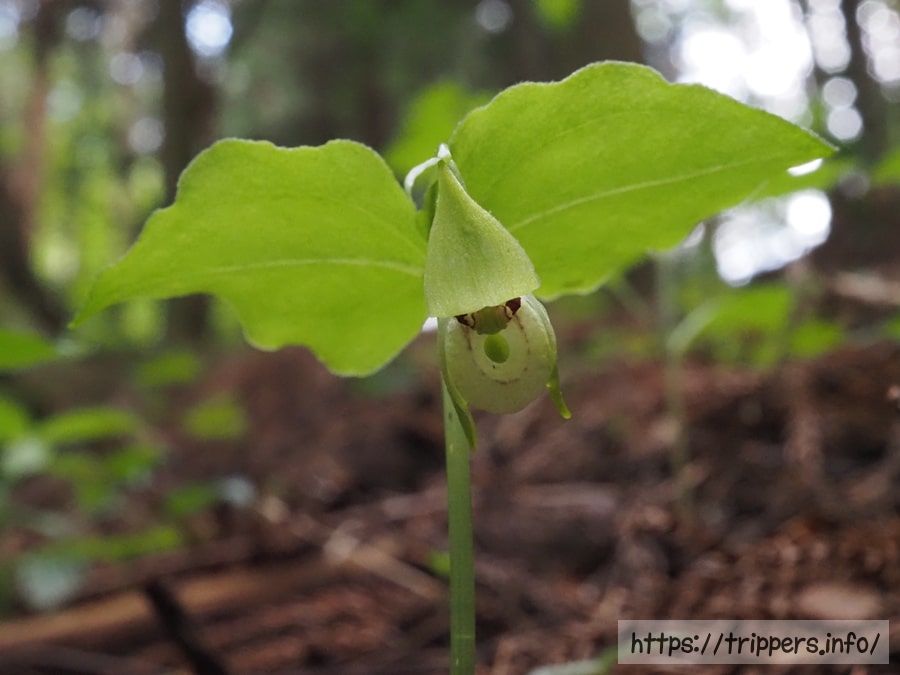 シナノコアツモリソウ
