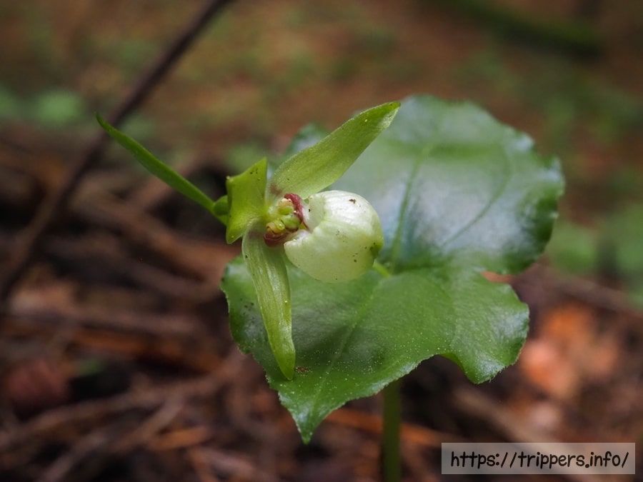 シナノコアツモリソウ