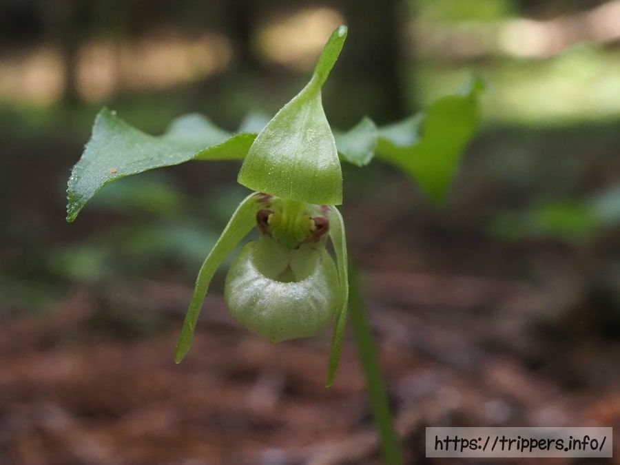シナノコアツモリソウ