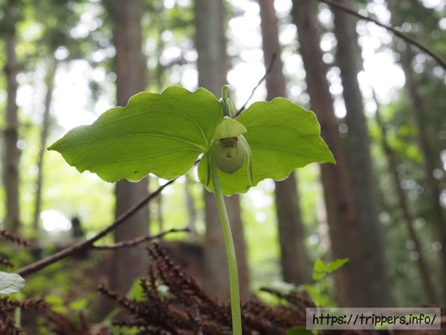 シナノコアツモリソウ
