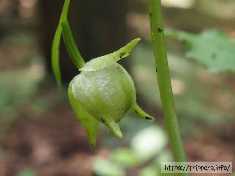 シナノコアツモリソウ