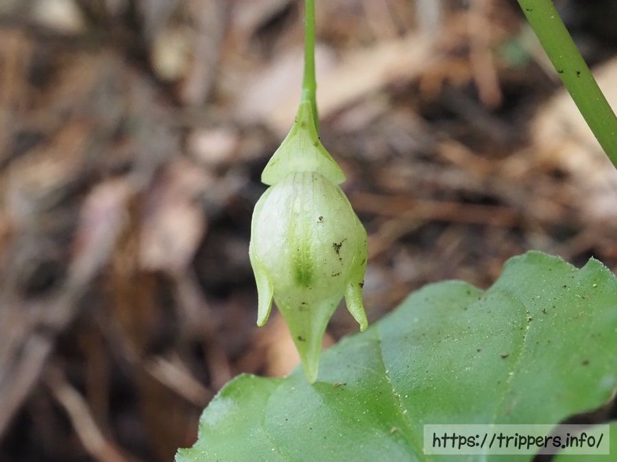 シナノコアツモリソウ