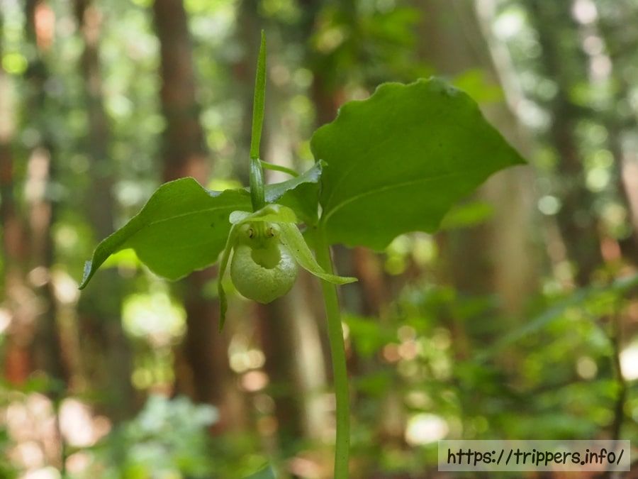 シロバナコアツモリソウ
