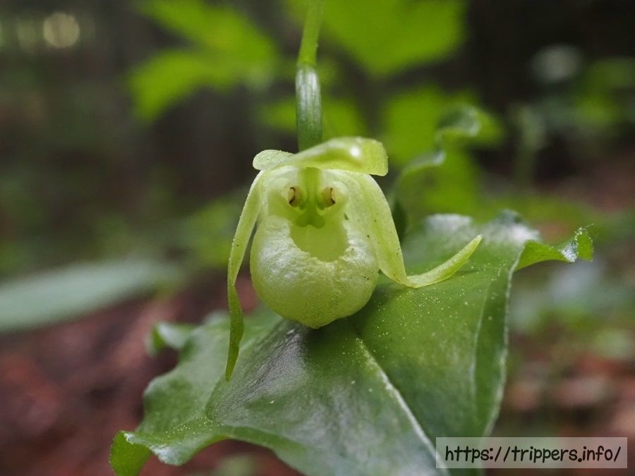 シロバナコアツモリソウの花