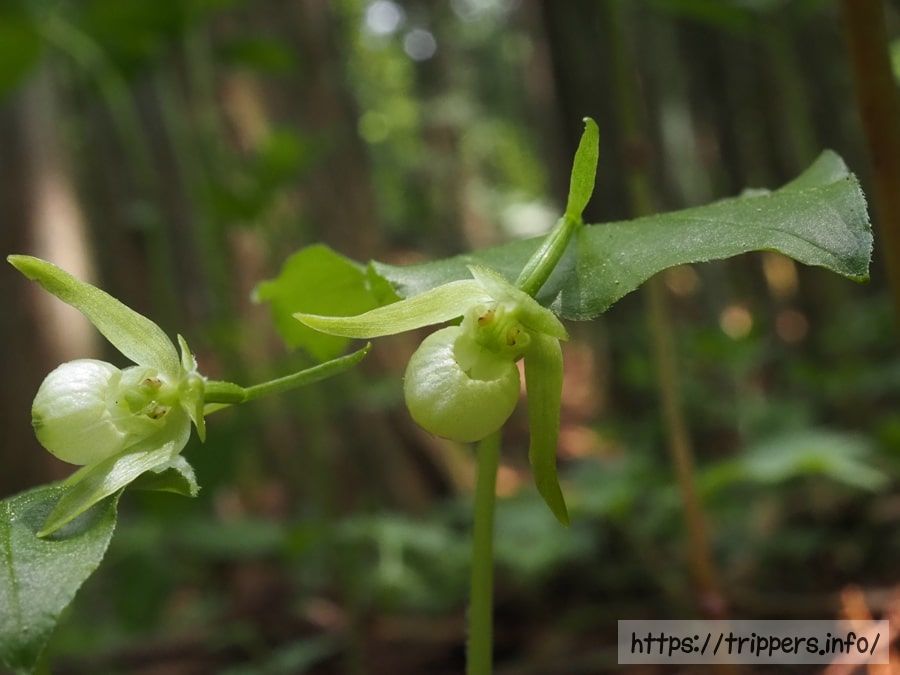シロバナコアツモリソウの群生地