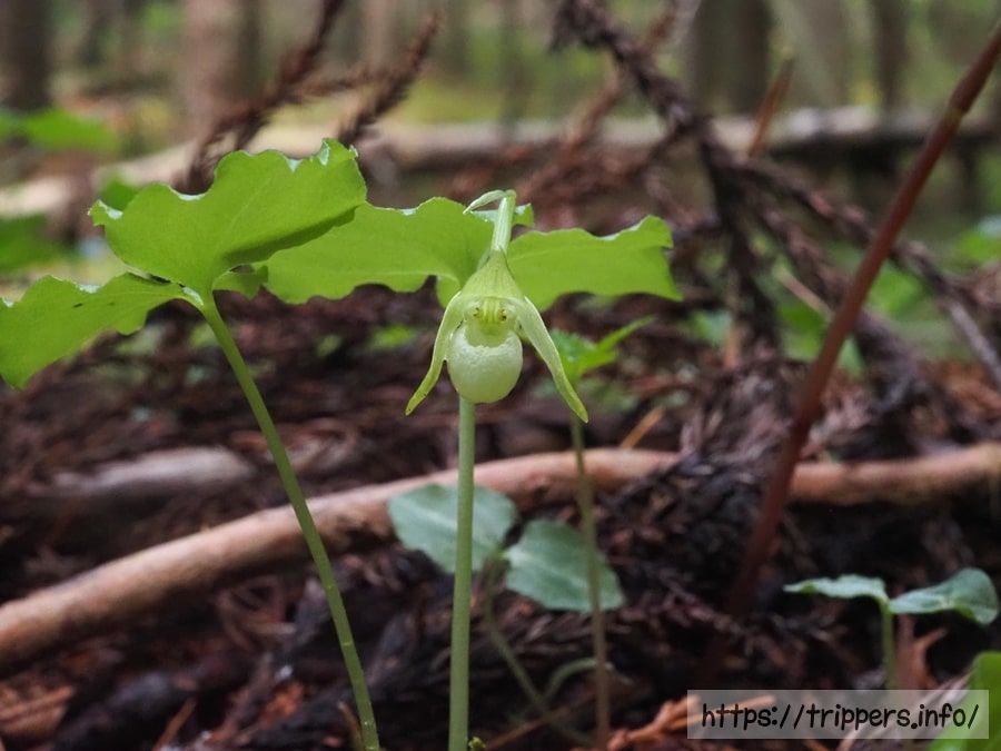 シロバナコアツモリソウ