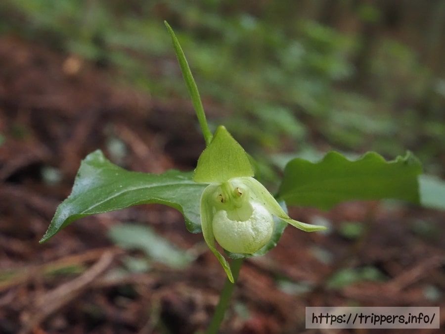 シロバナコアツモリソウ