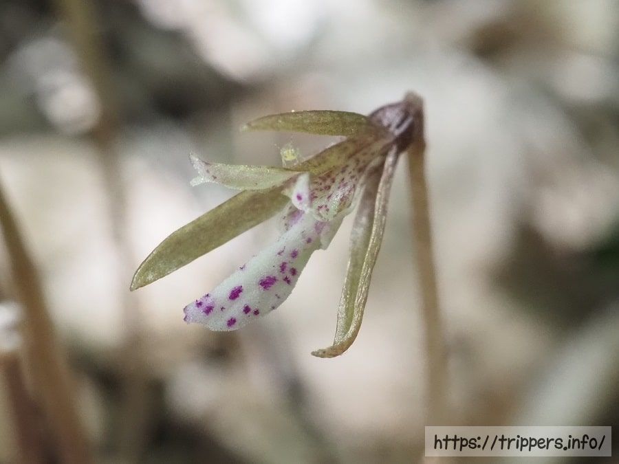 ムカゴサイシン