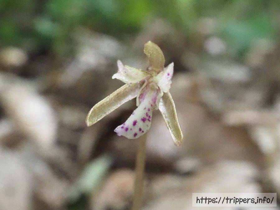 ムカゴサイシンの花