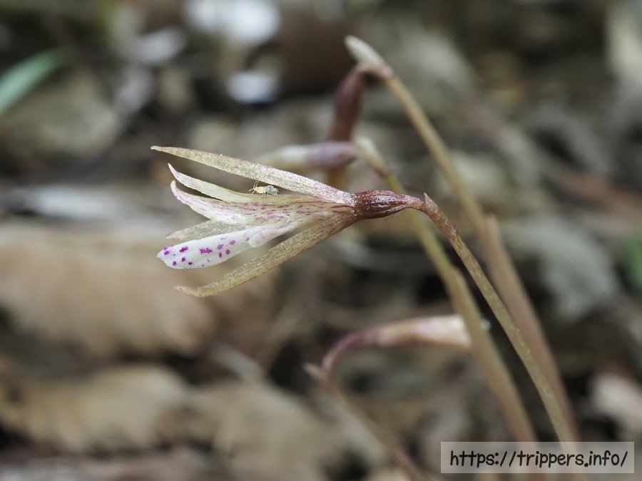 ムカゴサイシン