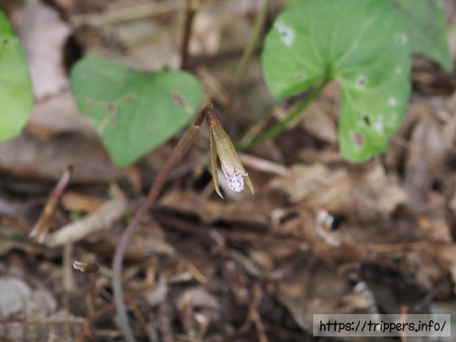 ムカゴサイシン