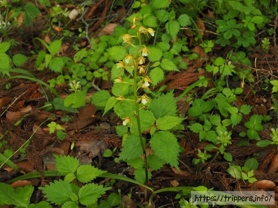 コケイランのバルブと葉