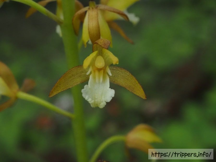 コケイランの花