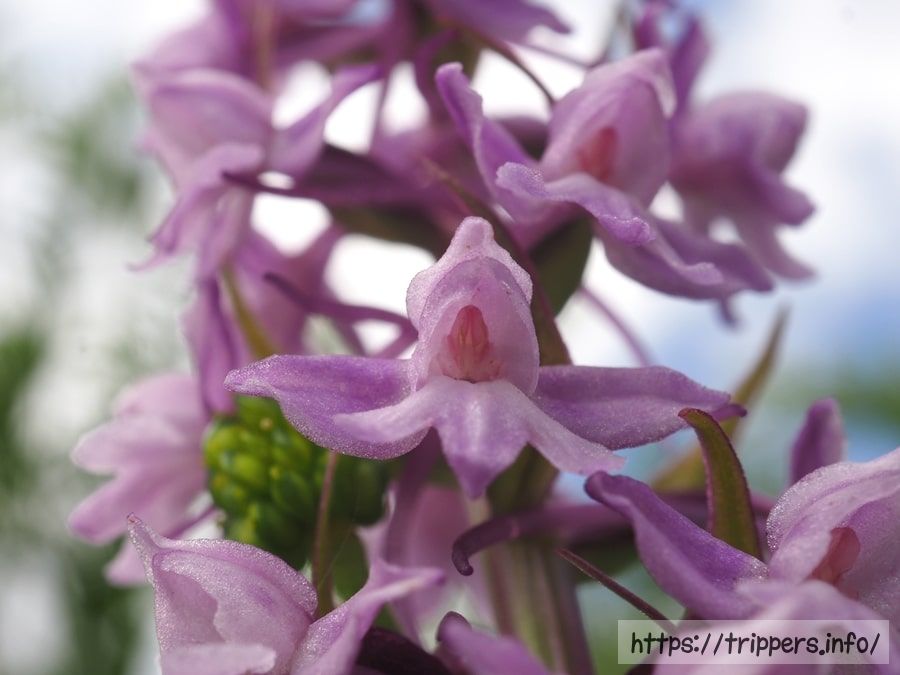 テガタチドリの花