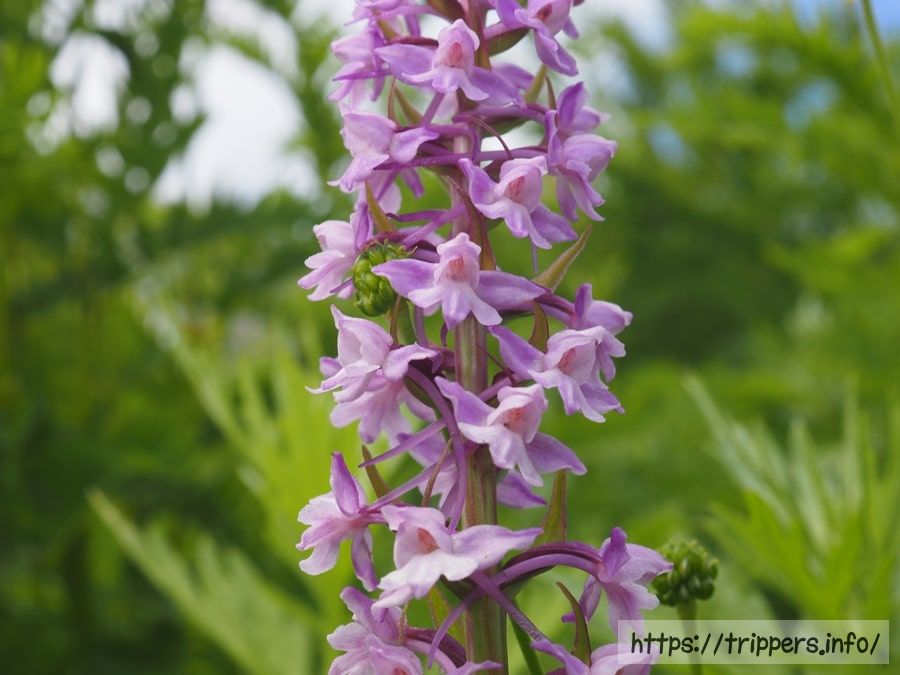 テガタチドリの花