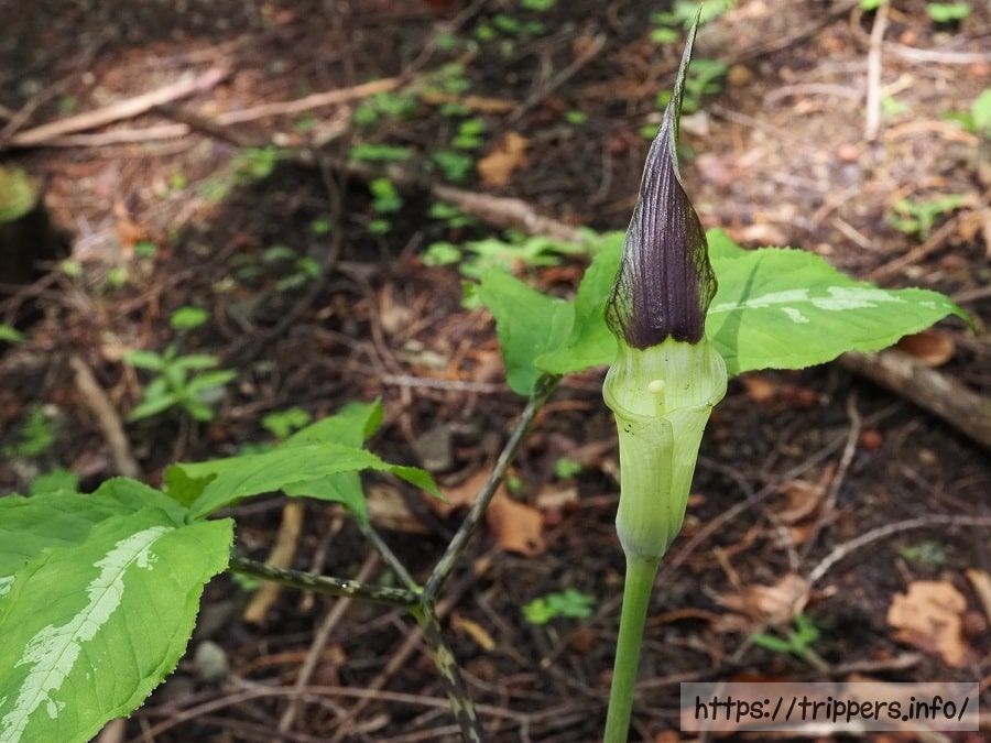 クロハシテンナンショウ