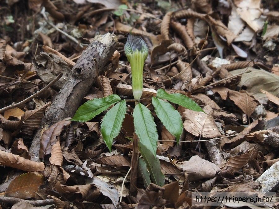 クロハシテンナンショウ
