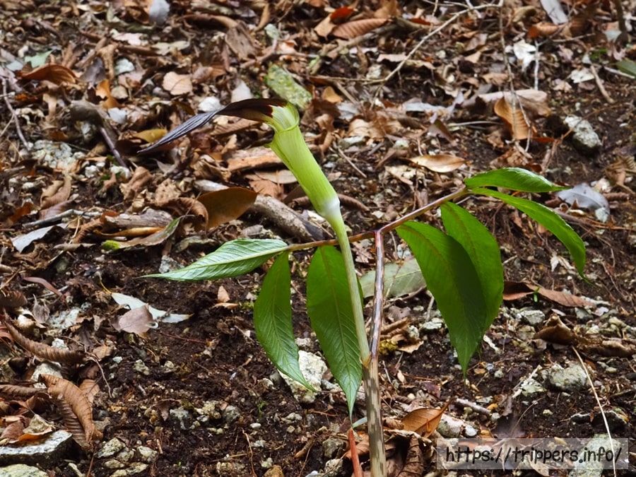 クロハシテンナンショウ