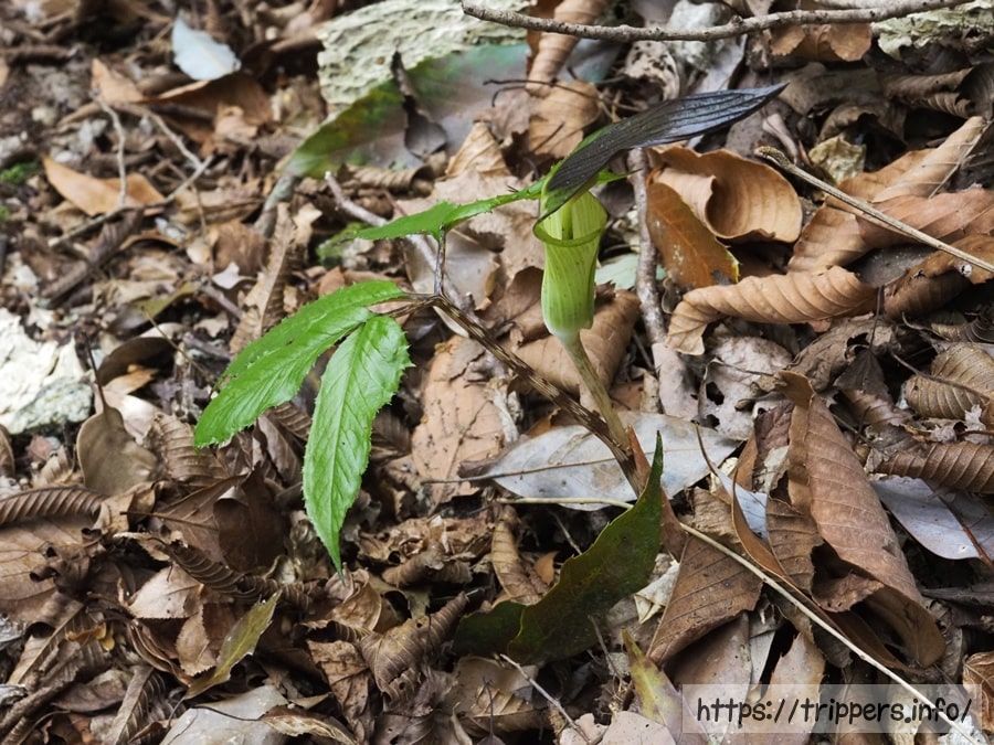 クロハシテンナンショウ