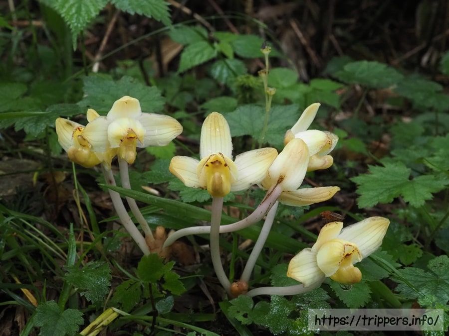 シナノショウキラン