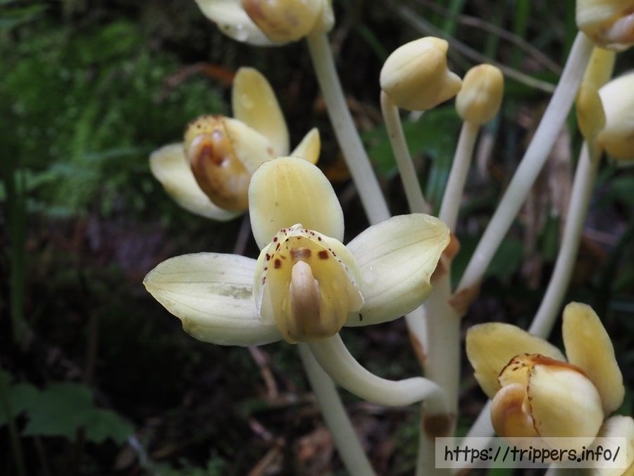 シナノショウキラン