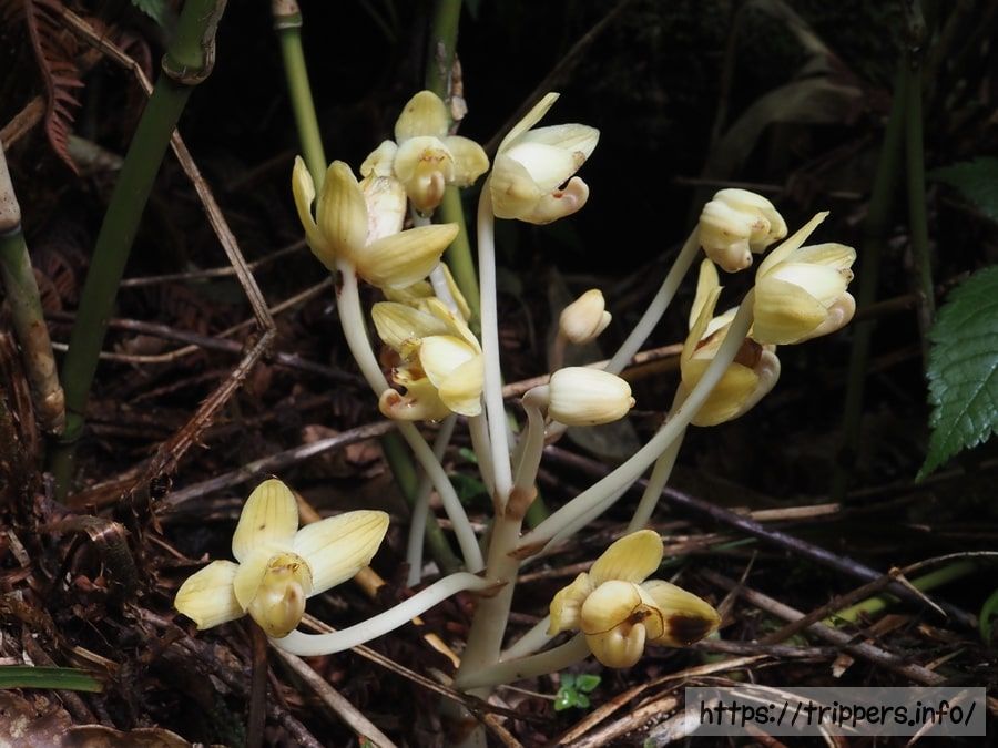 シナノショウキラン
