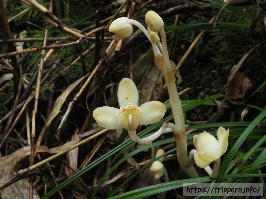 シナノショウキラン