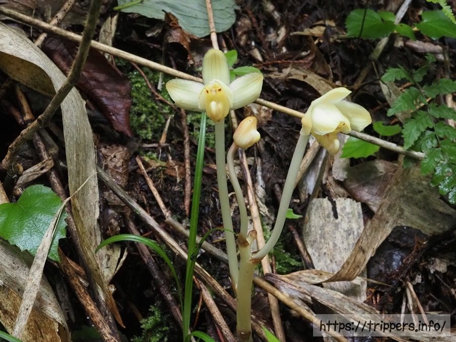 シナノショウキラン