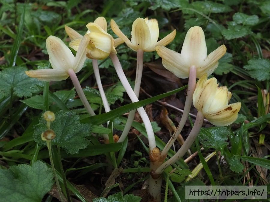 シナノショウキラン