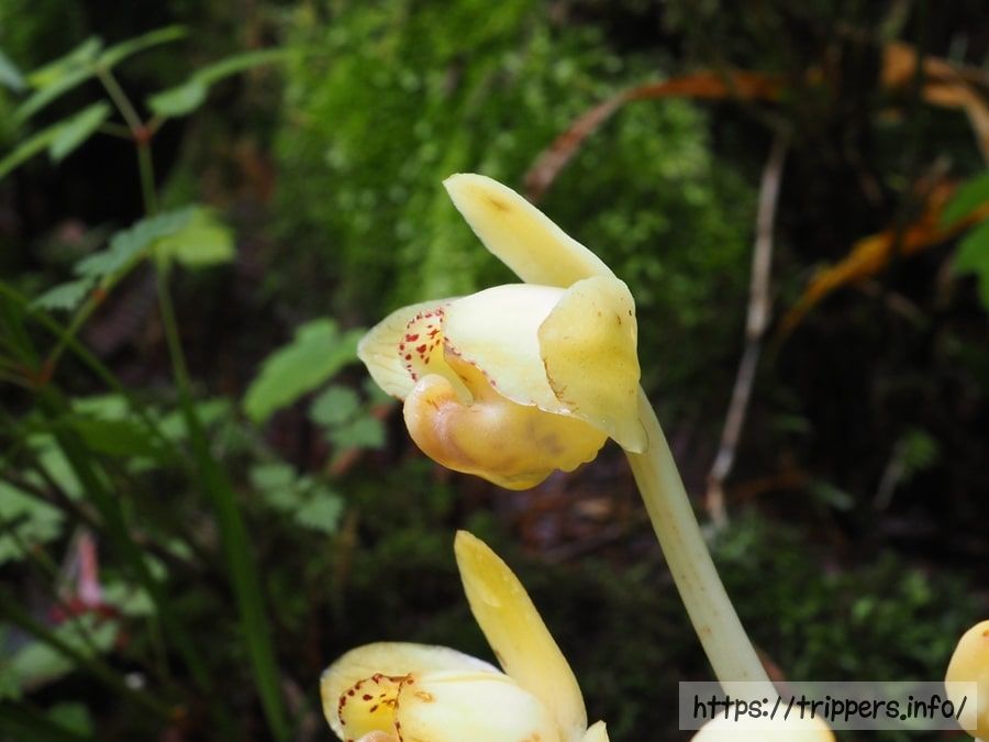 シナノショウキラン