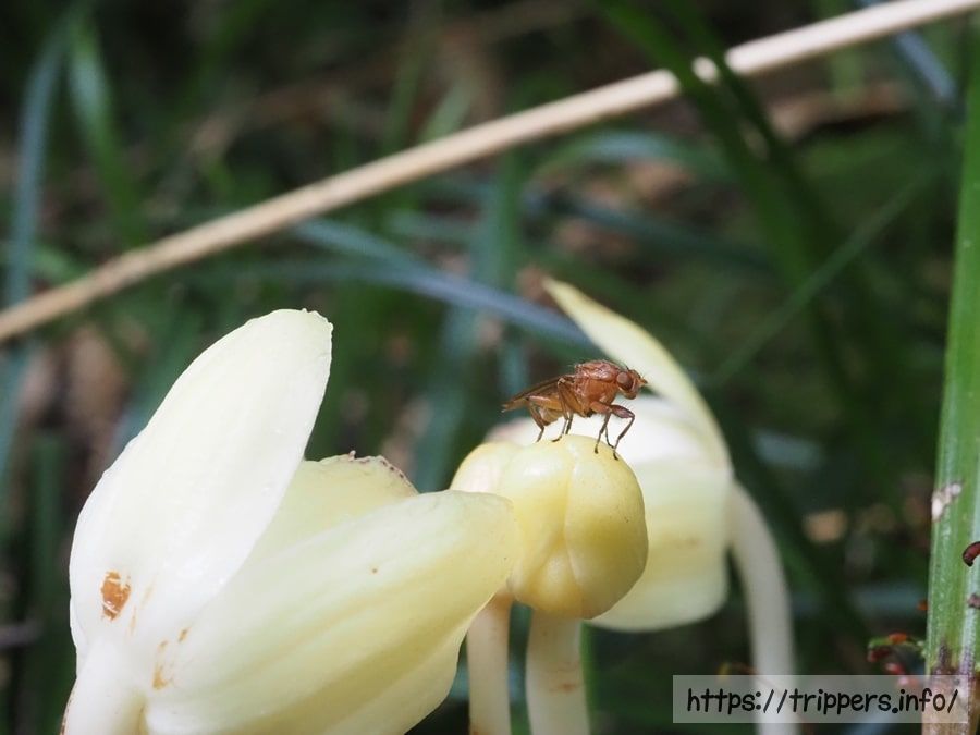 シナノショウキラン
